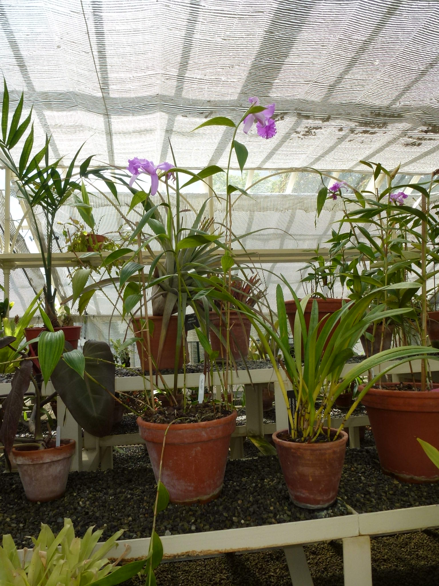 Orchids in a greenhouse at Dublin Botanical Gardens