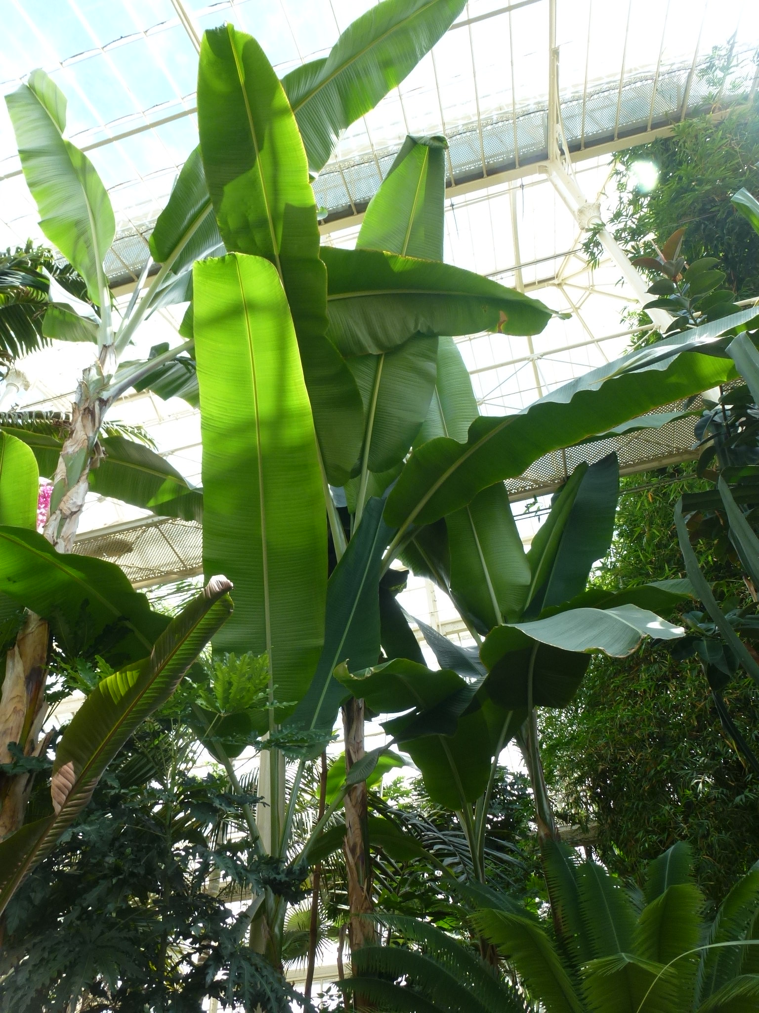 Tropical greenhouse plants
