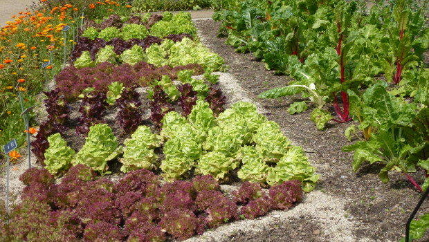 How To Grow Lettuce In Grow Bags 